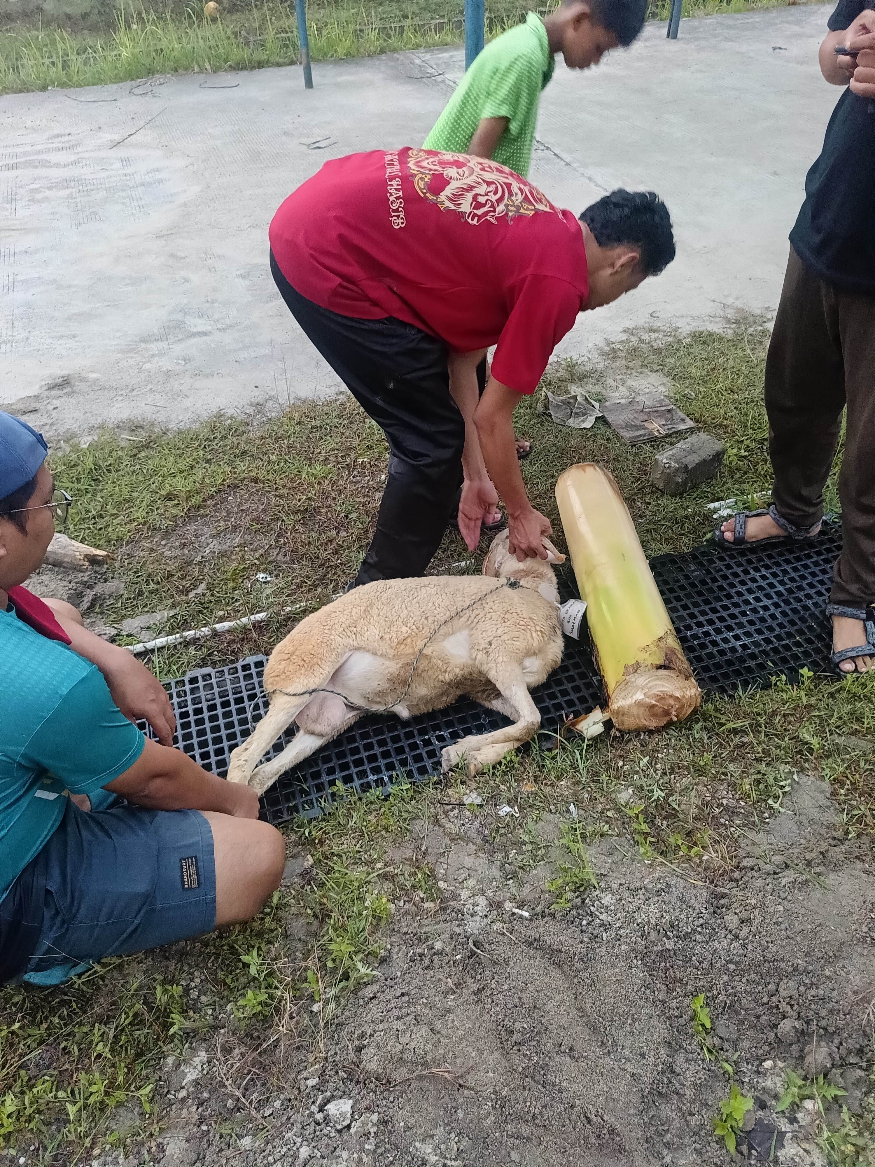 Penyembelihan Qurban 2025